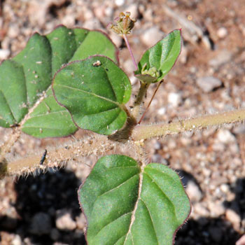 Boerhavia coccinea, Scarlet Spiderling